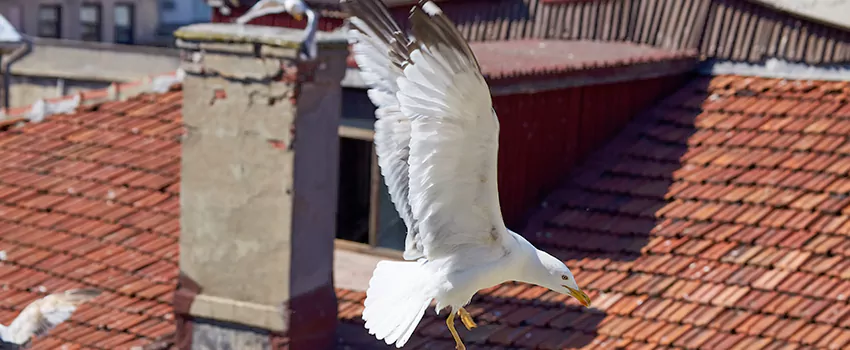 Residential Chimney Animal Removal Solution in Asbury Park, NJ